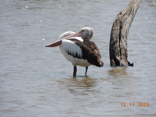 Pelican Murra-Darling River junction